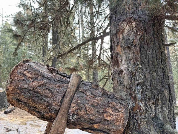 Хуш модны самар түүж бэлтгэх, ашиглалтад хяналт тавих шалгалтыг эрчимжүүлж байна